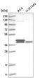 Transcription Factor B2, Mitochondrial antibody, HPA028482, Atlas Antibodies, Western Blot image 