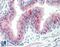 Zinc Finger DHHC-Type Containing 13 antibody, 42-731, ProSci, Western Blot image 