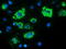 MYD88 Innate Immune Signal Transduction Adaptor antibody, CF502117, Origene, Immunofluorescence image 