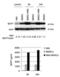 TNF Superfamily Member 13b antibody, A01257-1, Boster Biological Technology, Western Blot image 