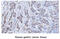 Retinol Binding Protein 4 antibody, MBS200135, MyBioSource, Immunohistochemistry frozen image 