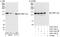 CCAAT/enhancer-binding protein zeta antibody, A303-156A, Bethyl Labs, Immunoprecipitation image 