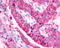 Brain-specific angiogenesis inhibitor 3 antibody, TA340548, Origene, Immunohistochemistry paraffin image 