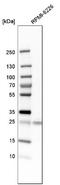 NEDD4 family-interacting protein 1 antibody, NBP1-81234, Novus Biologicals, Western Blot image 
