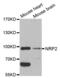 Neuropilin 2 antibody, abx002017, Abbexa, Western Blot image 