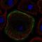 Troponin I2, Fast Skeletal Type antibody, NBP2-38775, Novus Biologicals, Immunofluorescence image 