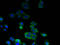 Serine palmitoyltransferase 2 antibody, A50500-100, Epigentek, Immunofluorescence image 