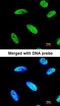SPARC antibody, orb11405, Biorbyt, Immunofluorescence image 