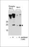 BCL2 antibody, TA324789, Origene, Western Blot image 