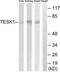 Testis Associated Actin Remodelling Kinase 1 antibody, TA314611, Origene, Western Blot image 