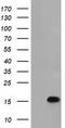 Chromosome 15 Open Reading Frame 40 antibody, LS-C115393, Lifespan Biosciences, Western Blot image 