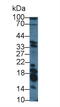 GAL1 antibody, MBS2001789, MyBioSource, Western Blot image 