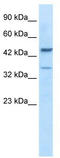 GATA Binding Protein 3 antibody, TA330598, Origene, Western Blot image 