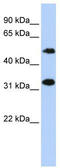 CGAS antibody, TA340293, Origene, Western Blot image 