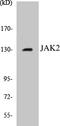 Janus Kinase 2 antibody, EKC1315, Boster Biological Technology, Western Blot image 