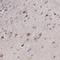 Early Growth Response 4 antibody, NBP1-80999, Novus Biologicals, Immunohistochemistry frozen image 