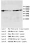 HSP90 antibody, LS-C172173, Lifespan Biosciences, Western Blot image 