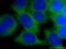 Solute Carrier Family 2 Member 1 antibody, 21829-1-AP, Proteintech Group, Immunofluorescence image 