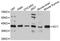 Pre-mRNA-splicing factor ISY1 homolog antibody, A09020, Boster Biological Technology, Western Blot image 