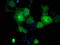 GLGB antibody, TA500829, Origene, Immunofluorescence image 