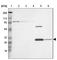 Zinc Finger Protein 75a antibody, HPA001665, Atlas Antibodies, Western Blot image 