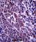 Armadillo Repeat Containing 9 antibody, abx027397, Abbexa, Western Blot image 