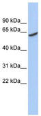 ADP Dependent Glucokinase antibody, TA345424, Origene, Western Blot image 