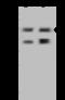 Periphilin 1 antibody, 203686-T38, Sino Biological, Western Blot image 