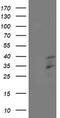 Homeobox C11 antibody, TA502570S, Origene, Western Blot image 