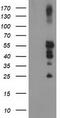 PTPN1 antibody, CF503310, Origene, Western Blot image 