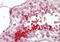 Bromodomain Testis Associated antibody, TA335205, Origene, Immunohistochemistry frozen image 