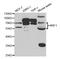 Nuclear Respiratory Factor 1 antibody, orb167416, Biorbyt, Western Blot image 