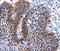 RAB25, Member RAS Oncogene Family antibody, TA321875, Origene, Immunohistochemistry paraffin image 
