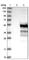G Kinase Anchoring Protein 1 antibody, HPA035118, Atlas Antibodies, Western Blot image 