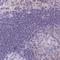 Neurobeachin Like 1 antibody, HPA049447, Atlas Antibodies, Immunohistochemistry frozen image 