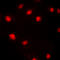 p21 antibody, LS-C354620, Lifespan Biosciences, Immunofluorescence image 