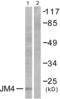 PRA1 Domain Family Member 2 antibody, abx013118, Abbexa, Western Blot image 
