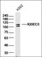 IQ Motif And Sec7 Domain 3 antibody, orb317640, Biorbyt, Western Blot image 