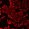 Docking Protein 4 antibody, orb411604, Biorbyt, Immunofluorescence image 