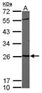 Proteasome 20S alpha 6 antibody, NBP1-32406, Novus Biologicals, Western Blot image 