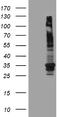 Multidrug resistance protein 1 antibody, CF809803, Origene, Western Blot image 