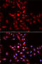 Cyclin-dependent kinase inhibitor 1B antibody, 13-132, ProSci, Immunofluorescence image 