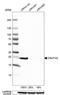 PAXX Non-Homologous End Joining Factor antibody, HPA045268, Atlas Antibodies, Western Blot image 