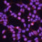SRY-Box 9 antibody, AF3075, R&D Systems, Immunofluorescence image 