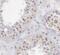 Cytosolic carboxypeptidase 1 antibody, FNab01387, FineTest, Immunohistochemistry frozen image 