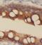 Keratin, type II cytoskeletal 8 antibody, FNab02221, FineTest, Immunohistochemistry frozen image 