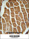 Cortactin Binding Protein 2 antibody, 61-950, ProSci, Immunohistochemistry paraffin image 