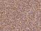Butyrophilin Subfamily 3 Member A3 antibody, 204065-T08, Sino Biological, Immunohistochemistry frozen image 