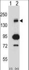 Mitogen-Activated Protein Kinase Kinase Kinase 5 antibody, LS-C164455, Lifespan Biosciences, Western Blot image 