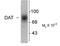 Solute Carrier Family 6 Member 3 antibody, TA309111, Origene, Western Blot image 